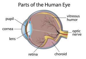 occhio anatomico1