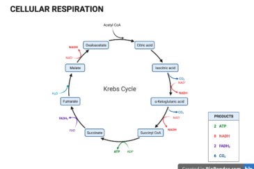 The KREBS CYCLE: the final metabolic pathway of nutrient oxidation