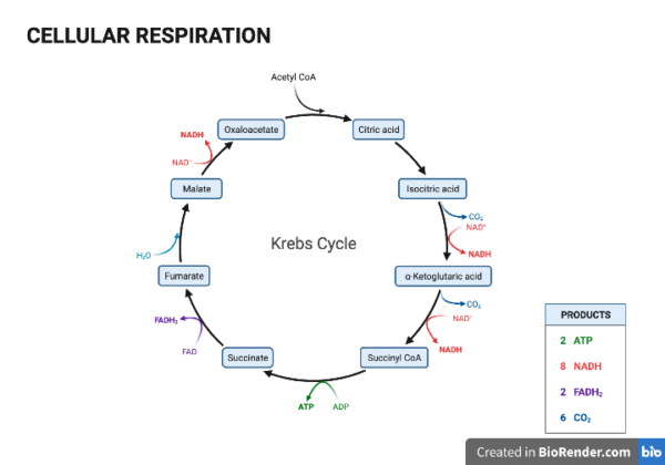 Does The Krebs Cycle Require Oxygen