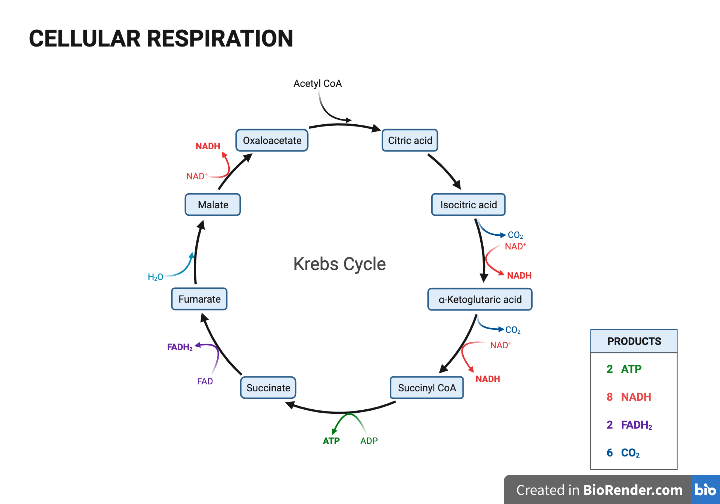 How Does Krebs Cycle Work